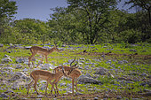 Black-faced impala (Aepyceros melampus petersi), Etosha National Park, Namibia, Africa