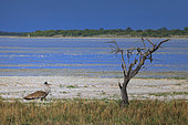 Male kori bustard (Ardeotis kori), Etosha National Park, Namibia, Africa