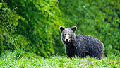 Brown bear (Ursus arctos) standing in the grass in rain. Romania.