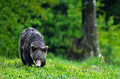 Brown bear (Ursus arctos) standing in the grass in rain. Romania.