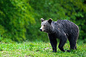 Brown bear (Ursus arctos) standing in the grass in rain. Romania.