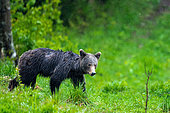 Brown bear (Ursus arctos) standing in the grass in rain. Romania.