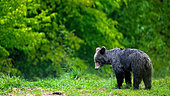 Brown bear (Ursus arctos) standing in the grass in rain. Romania.