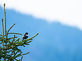 Ring Ouzel (Turdus torquatus) on a tree. Slovakia, Tatra Mountains.