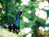 Western Capercaillie (Tetrao urogallus) calling, Tatra Mountains, Slovakia.
