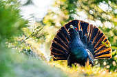 Western Capercaillie (Tetrao urogallus) displaying. Slovakia, Tatra Mountains.