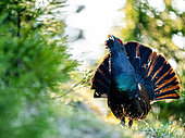 Western Capercaillie (Tetrao urogallus) displaying. Slovakia, Tatra Mountains.