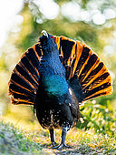 Western Capercaillie (Tetrao urogallus) displaying. Slovakia, Tatra Mountains.