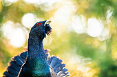 Western Capercaillie (Tetrao urogallus) face to face. Slovakia, Tatra Mountains.
