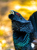 Western Capercaillie (Tetrao urogallus) face to face. Slovakia, Tatra Mountains.