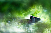 Western Capercaillie (Tetrao urogallus) in the grass, Tatra Mountains, Slovakia.