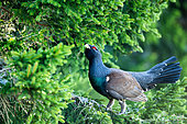 Western Capercaillie (Tetrao urogallus) on a branch, Tatra Mountains, Slovakia.