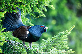 Western Capercaillie (Tetrao urogallus) on a branch, Tatra Mountains, Slovakia.