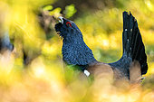Western Capercaillie (Tetrao urogallus) face to face. Slovakia, Tatra Mountains.