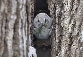 Japanese flying squirrel (Pteromys momonga) feeding on a pine branch, Hokkaido, Japan