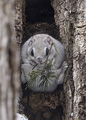 Japanese flying squirrel (Pteromys momonga) feeding on a pine branch, Hokkaido, Japan