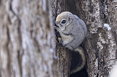 Japanese flying squirrel (Pteromys momonga) coming out of a tree hole, Hokkaido, Japan