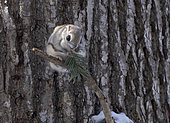 Japanese flying squirrel (Pteromys momonga) feeding on a pine branch, Hokkaido, Japan