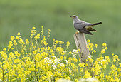 Cuckoo (Cuculus canorus) perched on a fence post amongst yellow flowers, England