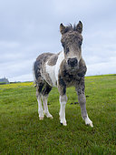 Shetland pony in Esha Ness on the Shetland Islands in Scotland. Europe, Great Britain, Scotland, Northern Isles, early summer
