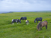 Shetland pony in Esha Ness on the Shetland Islands in Scotland. Europe, Great Britain, Scotland, Northern Isles, early summer
