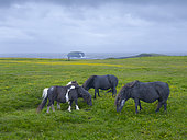 Shetland pony in Esha Ness on the Shetland Islands in Scotland. Europe, Great Britain, Scotland, Northern Isles, early summer