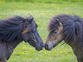Shetland pony in Esha Ness on the Shetland Islands in Scotland. Europe, Great Britain, Scotland, Northern Isles, early summer