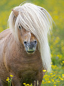 Shetland pony in wildflower meadow near Heroldswick, Unst on the Shetland Islands in Scotland. Europe, Great Britain, Scotland, Northern Isles, early summer