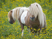Shetland pony in wildflower meadow near Heroldswick, Unst on the Shetland Islands in Scotland. Europe, Great Britain, Scotland, Northern Isles, early summer