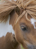 Shetland pony on Foula, part of the Shetland Islands in Scotland. Europe, Great Britain, Scotland, Northern Isles, early summer