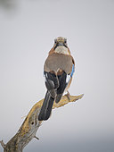 Eurasian jay (Garrulus glandarius) during Winter near Oulanka National Park. Europe, Northern Europe, Finland, Lapland