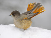 Siberian Jay (Perisoreus infaustus) in Valtavaara-Pyhaevaara nature reserve near Ruka during winter. Europe, Northern Europe, Finland, Lapland