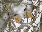 Siberian Jay (Perisoreus infaustus) in Valtavaara-Pyhaevaara nature reserve near Ruka during winter. Europe, Northern Europe, Finland, Lapland