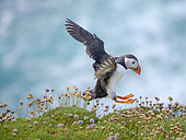 Atlantic Puffin (Fratercula arctica) in flight at the cliffs of Sumburgh Head. Europe, Great Britain, Scotland, Shetland Islands