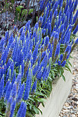 Veronica spicata Royal Candles