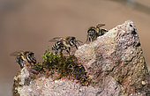 Honey bees (Apis mellifera) quenching their thirst and looking for mineral salts, Vosges du Nord Regional Nature Park, France