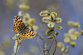 Map butterfly (Araschnia levana) 1st generation on willow catkins, Vosges du Nord Regional Nature Park, France