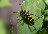 Wasp Beetle (Clytus arietis) on a leaf, Vosges du Nord Regional Nature Park, France