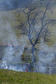 Ecobuage or burning of dry grass and hedges in fields in spring (in principle forbidden...), Vosges du Nord Regional Nature Park, France