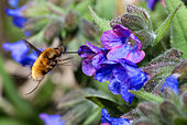 Greater Bombmussel (Bombylius major) foraging on a lungwort (Pulmonaria mollis), Vosges du Nord Regional Nature Park, France