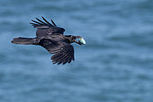 Common Raven (Corvus corax) with a Common guillemot egg in its beak, Cap Fréhel, Brittany, France