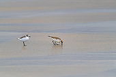 Kentish Plover (Charadrius alexandrinus) pair at the seaside, Brittany, France