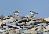 Kentish Plover (Charadrius alexandrinus) pair parading on seaside pebbles, Brittany, France