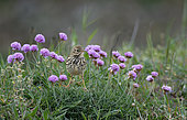 Meadow Pipit (Anthus pratensis) among Thrift seapink (Armeria maritima) in spring, seaside moors, Brittany, France