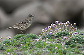 Rock Pipit (Anthus petrosus) in spring on seaside moors, Brittany, France