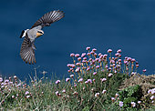 Wheatear (Oenanthe oenanthe) male in flight at the edge of cliffs where Thrift seapink (Armeria maritima) blooms, digital composition, Brittany, France