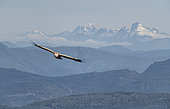 Griffon vulture (Gyps fulvus) in flight (Ecrins barrier in background) (digital composition), Mont Ventoux, Provence, France