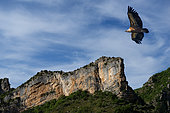 Griffon vulture (Gyps fulvus) in flight (digital composition), Gorges de Ste May, Parc naturel régional des Baronnies, Drôme, Provence, France