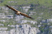 Griffon vulture (Gyps fulvus) in flight, Gorges de Ste May, Parc naturel régional des Baronnies, Drôme, Provence, France