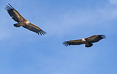 Griffon vultures (Gyps fulvus) in flight, Gorges de Ste May, Parc naturel régional des Baronnies, Drôme, Provence, France